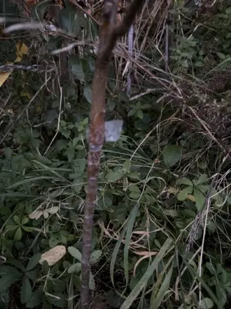Foto treephoto-u30s8tul8t1fzciardqjaz5e.jpeg