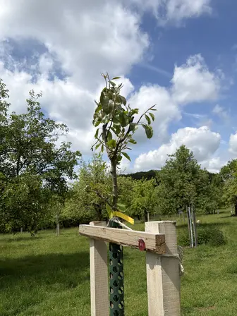 Foto treephoto-wrcxtksudxijr4jk1tprsysm.jpeg