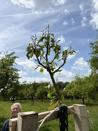 Foto treephoto-x2xwmkwqs2infllm7yg2jz9a.jpeg