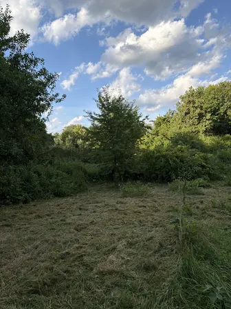 Foto treephoto-ejufr3lbu4wsy2kej99j546k.jpeg