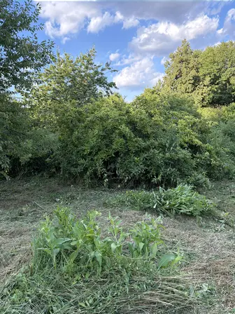 Foto treephoto-ep69ybdzlljtymjitgxpmvrx.jpeg