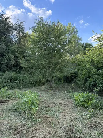 Foto treephoto-hn9j0aawtvsbps5nr79rxbvz.jpeg