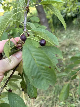 Foto treephoto-iibu3m7cgtuw88zaldj9ej5n.jpeg
