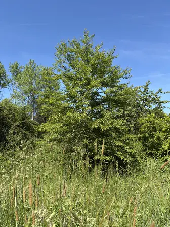 Foto treephoto-pu3uwz5qqv2y2xcpso1dlxcq.jpeg