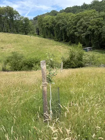 Foto treephoto-bvxv3mq07icofncffvhscebv.jpeg