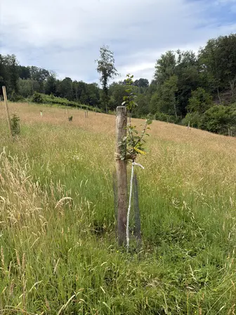 Foto treephoto-l3eprf6si2c90lu3ghhbaken.jpeg