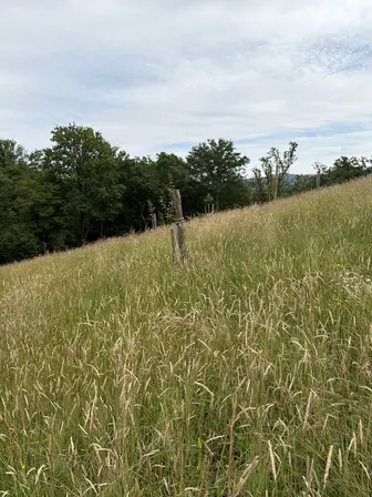 Foto treephoto-xetdbwi08a7mujxrp9njjhec.jpeg