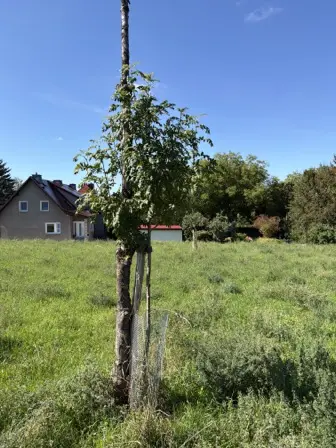 Foto treephoto-bahvhhr0f00aslxv1mukq99o.jpeg