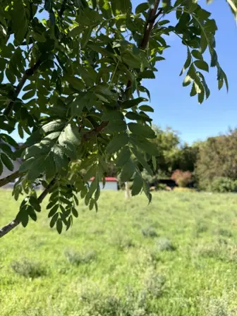 Foto treephoto-bo31ewx9jxbi07vbidqwlvy5.jpeg