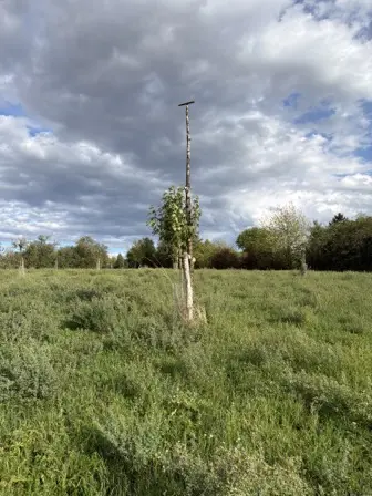 Foto treephoto-dzwxmigw40ri1uvks42tcn7o.jpeg