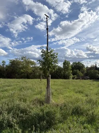 Foto treephoto-e41k04ufj5bacakk4t1gkpuk.jpeg