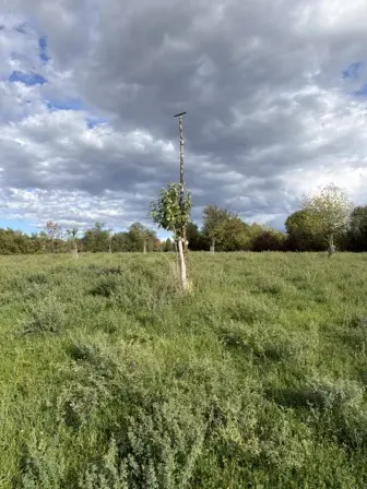 Foto treephoto-g8rdtn3nsfmvxabjxjrd4zjx.jpeg