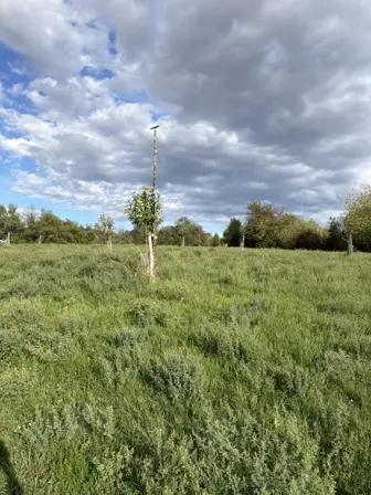 Foto treephoto-j3awahz5yi11vh6k60y29as2.jpeg