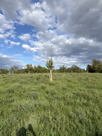 Foto treephoto-j3fdckqfnyaw7zybeos7eym7.jpeg