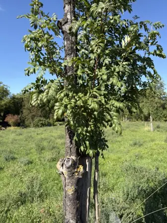 Foto treephoto-ou52tv5ocbfbczfkpetk76l5.jpeg
