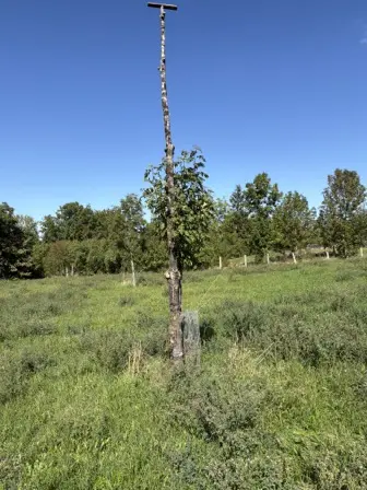 Foto treephoto-paib985clpdhuoeewwo8w46g.jpeg