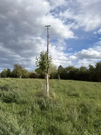 Foto treephoto-tpaibhsss78uh16lzdh100yu.jpeg