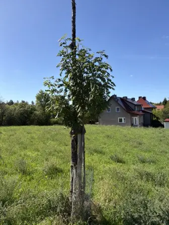Foto treephoto-wymrao85e3gaofnjns6ls7tz.jpeg
