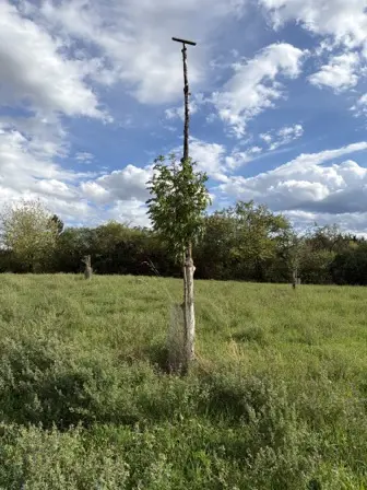 Foto treephoto-x003vk278pthsw03qy8715md.jpeg