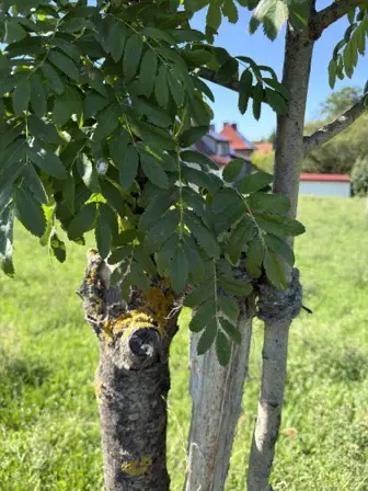 Foto treephoto-yfqi37ocer8294nvz5j598mn.jpeg