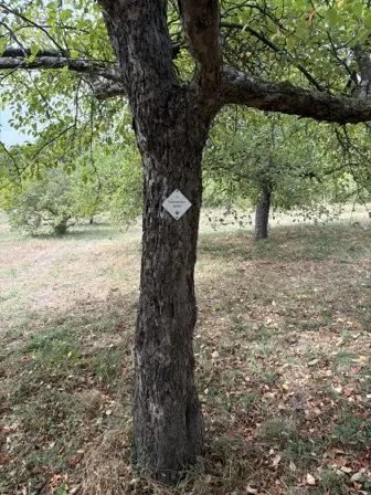Foto treephoto-ae79vhde2fzlz39s57xehe2s.jpeg