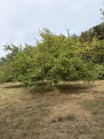 Foto treephoto-s4lqlw1hp5x3qehe8wk82etk.jpeg