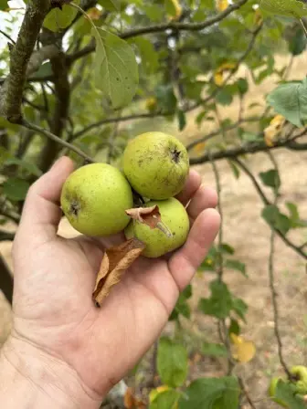 Foto treephoto-agrk1mmtztf0n47y20ljjk6u.jpeg