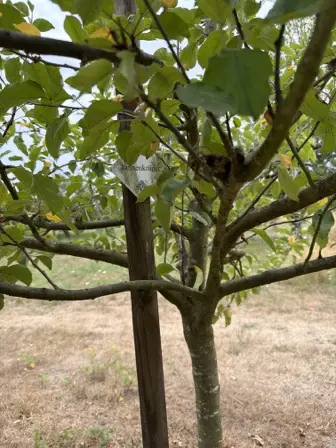 Foto treephoto-kaxzxzdkmaloihdsabszehxh.jpeg