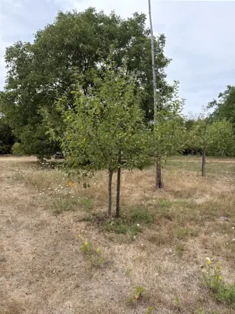 Foto treephoto-qwxa70jd78v6dqi9b9k3qspw.jpeg