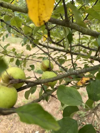 Foto treephoto-uyo4d9z3imnixs5b61epbp7s.jpeg
