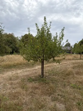 Foto treephoto-v723qmpmx9szoe5llx2jgu2y.jpeg
