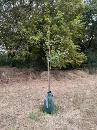Foto treephoto-aq8rb95fldnbeudpfo9ndn7v.jpeg