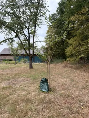 Foto treephoto-e1l2uqk940qfzdy0vyylkb5z.jpeg