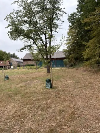 Foto treephoto-furlzavwwmabk70mh6jhnnnh.jpeg