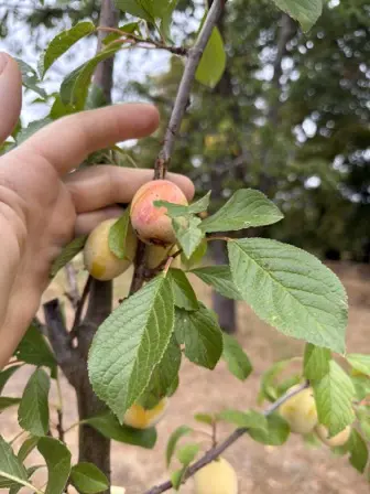 Foto treephoto-g7lrjebae9b4rn4npct2sbmh.jpeg