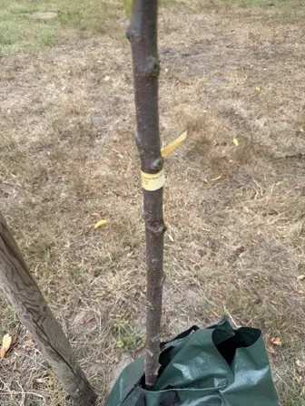 Foto treephoto-n9f1v7kium85oqbir1vmuz41.jpeg
