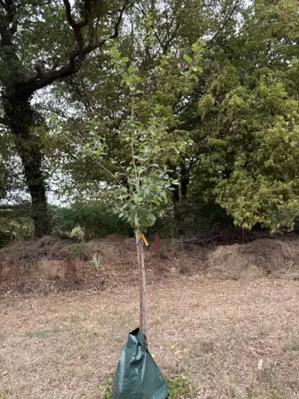 Foto treephoto-nll9oshqibuvkkiavat0f7kl.jpeg