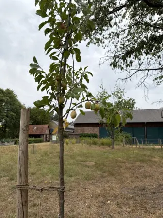 Foto treephoto-rzlej0t2vl2whff4h8k2zsaf.jpeg