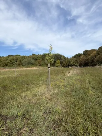 Foto treephoto-f0kxnb36jtyx4khubm98fuq3.jpeg