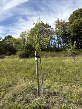 Foto treephoto-m3dwooonhdd9cz2lbfkxxmj1.jpeg