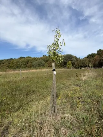 Foto treephoto-qzvt0qxieff5omlsfz0antm2.jpeg