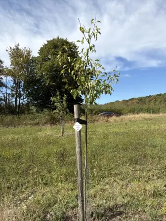 Foto treephoto-zejppl3oeljkhmu1f0wwz8yw.jpeg