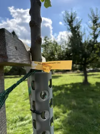Foto treephoto-npvmy02uo60qozgg3bkuw2u4.jpeg