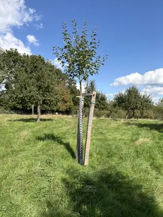 Foto treephoto-s3h865drt76gb1pqhw5kdqrf.jpeg