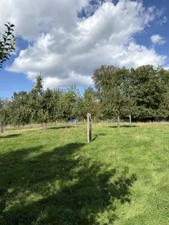Foto treephoto-xovtdp1mbgkxxyqa4b7rvyc3.jpeg