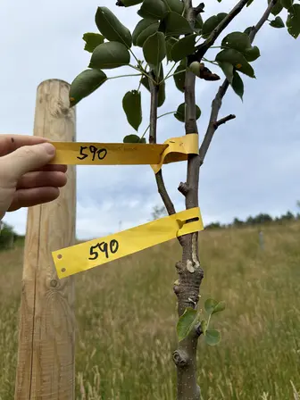 Foto treephoto-cevzsv06jlw24i2wf250u4ud.jpeg