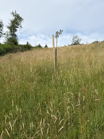 Foto treephoto-m1lbk84w9htjnkedze01957s.jpeg