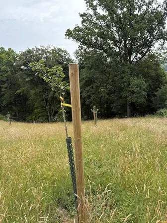 Foto treephoto-pnov9gmymk1xicjxj06cfzky.jpeg
