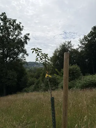 Foto treephoto-w8nxlnhgvg2w66k7e4kc8tcm.jpeg