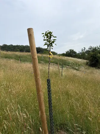 Foto treephoto-zmzyybmkhd0io2rpl3bsy4vu.jpeg